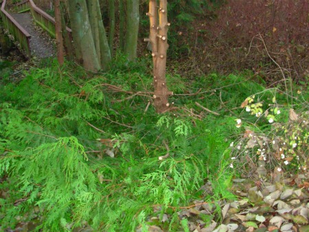 beaver-pond-vandalized-bridge-detail