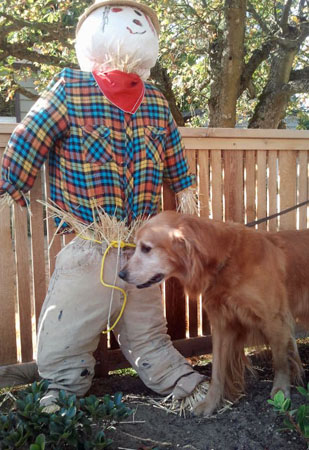 halloween_2012_perro