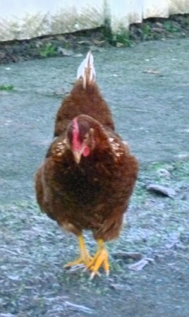 lostchicken