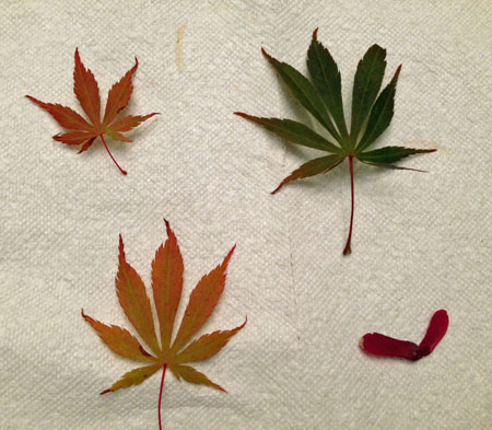 maple tree types leaf identification